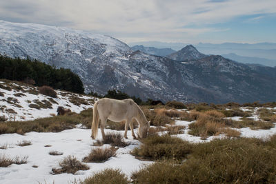 Scenic view of snow field against sky