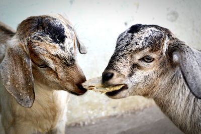 Close-up of kid goats feeding outdoors