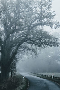 Empty road by trees during foggy weather