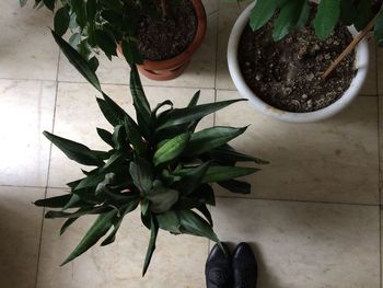 High angle view of potted plant on table