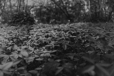 Trees in forest