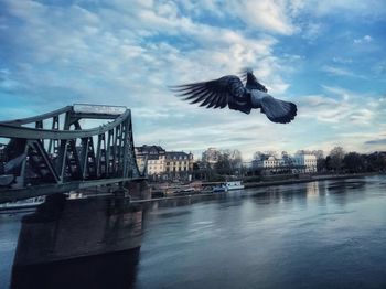 Birds flying over river against sky