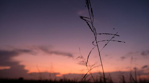 Low angle view of silhouette plants against sunset sky