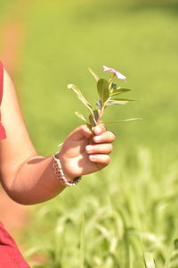 Midsection of woman holding flowering plant on field