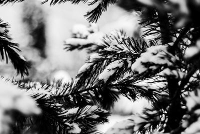 Close-up of pine tree branch during winter