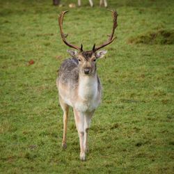 Portrait of deer