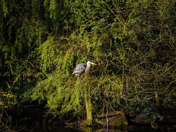 Bird perching on a tree