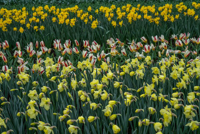 Yellow flowering plants on field