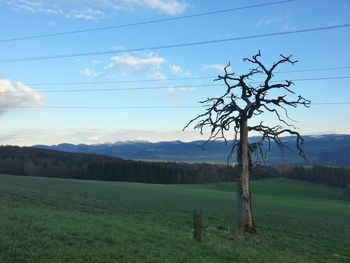 Tree on field against sky