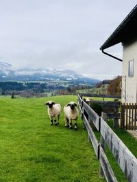 View of a sheep on landscape