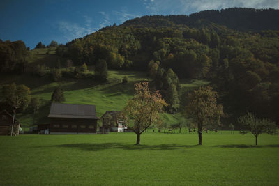 Scenic view of trees on field against sky