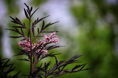 Close-up of pink flowering plant