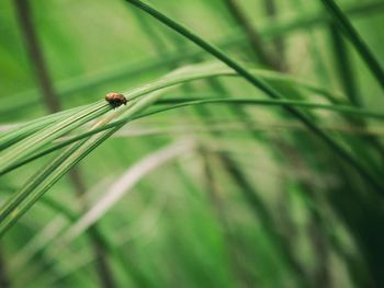 Close-up of ladybug on plant