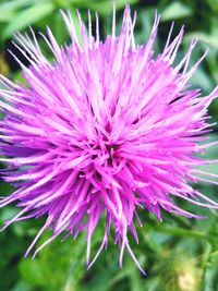 Close-up of pink flowers