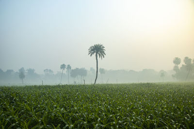 Scenic view of field against sky during foggy weather