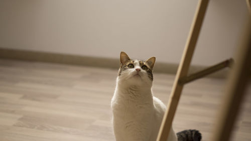 Portrait of cat looking up