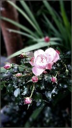 Close-up of pink roses blooming in garden