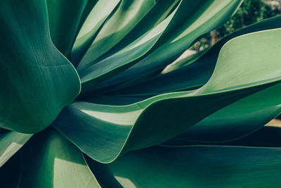 Close up top view of blue aloe plant. abstract shapes and lines of succulent leaves