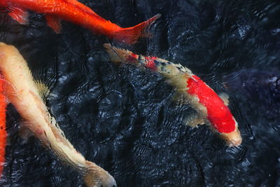 High angle view of koi carps swimming in sea