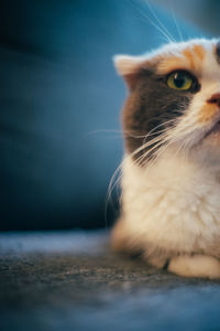 Close-up of cat looking away