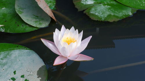 Close-up of lotus water lily in lake