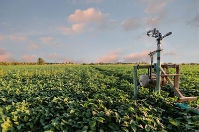 Crops growing on field against sky