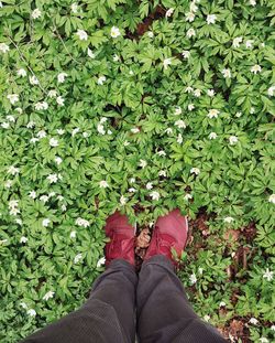 Male feet in red sneakers on a meadow of buttercups