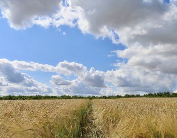 Scenic view of agricultural field against sky