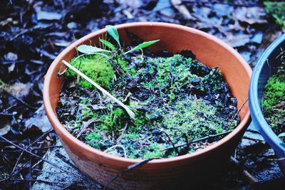 High angle view of potted plants