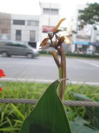 Close-up of flower against blurred background