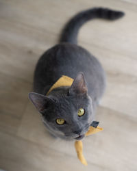 Close-up portrait of black cat