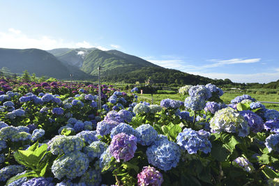 Purple flowering plants on land against blue sky