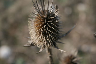 Close-up of dried thistle