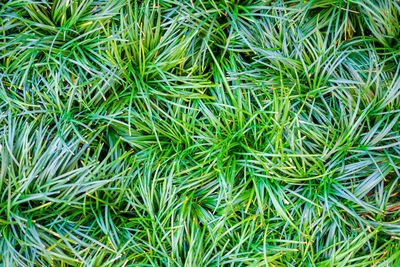 High angle view of grass growing on field