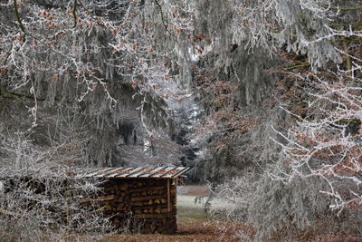 Snow covered trees in forest