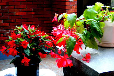 Potted plant on wall