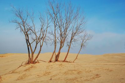 Bare tree on sand against clear blue sky