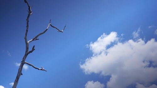 Low angle view of bare tree against blue sky