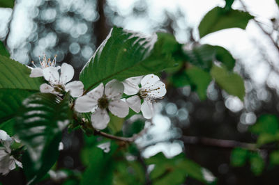 Close-up of white flowers blooming on tree