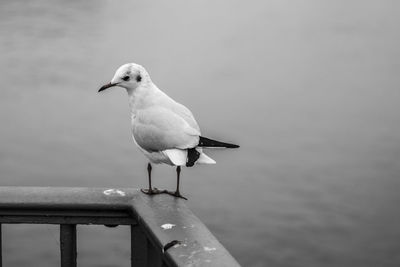 Close-up of seagull perching on wooden post