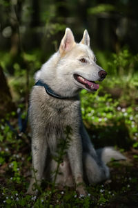 Close-up of dog looking away on field