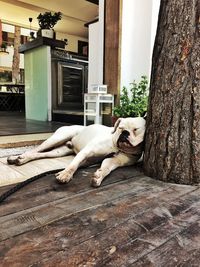 Dog lying on floor