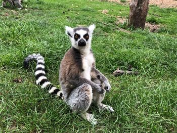 Sitting lemur