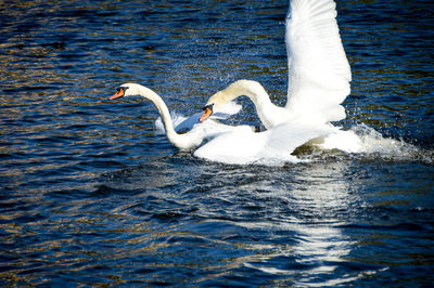 Swan swimming in lake