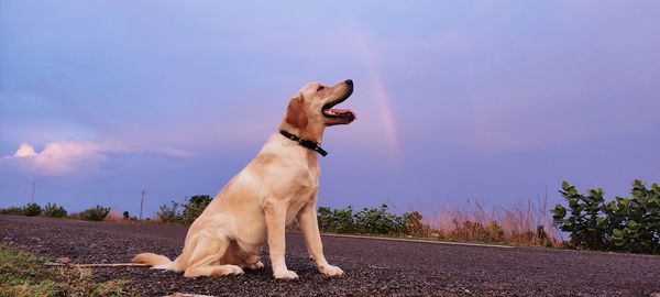 Dog looking away against sky