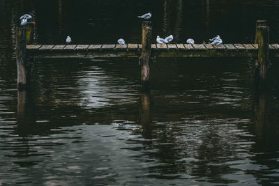 Birds perching on wooden post in lake