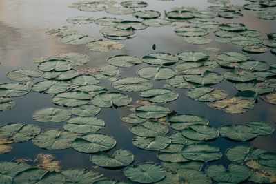 High angle view of rippled water