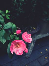 Close-up of pink rose