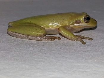 Close-up of frog