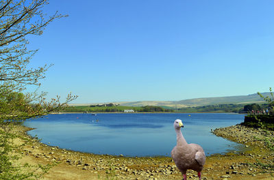 Birds in lake against clear blue sky